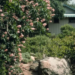Aesculus cv. Canyon Pink, Manzanita Section, SBBG cultivar, Plant Introduction Program