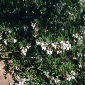 Arctostaphylos cv. White Lanterns, Manzanita Section, SBBG cultivar, Plant Introduction Program