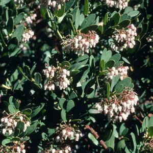 Arctostaphylos cv. Canyon Sparkles, SBBG cultivar, Plant Introduction Program