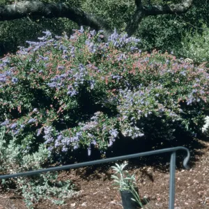 Ceanothus cv. Wheeler Canyon, SBBG cultivar, Plant Introduction Program