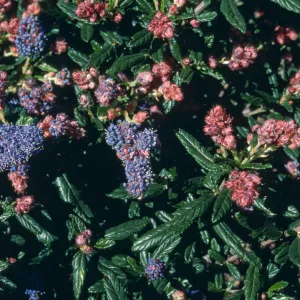 Ceanothus cv. Wheeler Canyon, SBBG cultivar, Plant Introduction Program