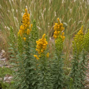 Solidago canadensis ssp. elongata with Bothriochloa barbinodis, SBBG cultivar, Plant Introduction Program