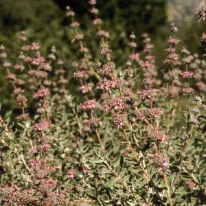 Salvia (Sage) cv. Amethyst Bluff, SBBG cultivar, Plant Introduction Program