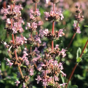 Salvia (Sage) cv. Daras Choice, SBBG cultivar, Plant Introduction Program