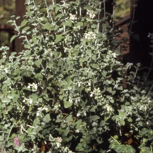 Salvia (Sage) cv. Baja Blanca, SBBG cultivar, Plant Introduction Program