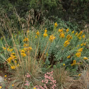 Solidago canadensis ssp. elongata with Festuca californica, SBBG cultivar, Plant Introduction Program