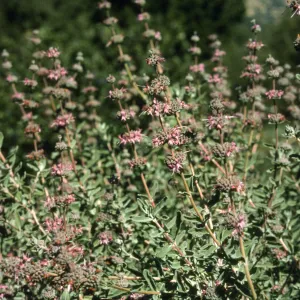 Salvia (Sage) cv. Amethyst Bluff, SBBG cultivar, Plant Introduction Program