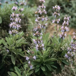 Salvia (Sage) cv. Daras Choice, SBBG cultivar, Plant Introduction Program