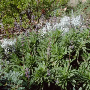 Salvia cv. Daras Choice, SBBG cultivar, Plant Introduction Program, SBBG 88-24