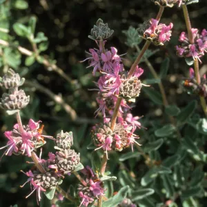 Salvia (Sage) cv. Amethyst Bluff, SBBG cultivar, Plant Introduction Program