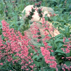 Heuchera cv. Canyon Pink, SBBG cultivar, Plant Introduction Program