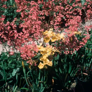Iris cv. Canyon Gold, Heuchera cv. Canyon Pink