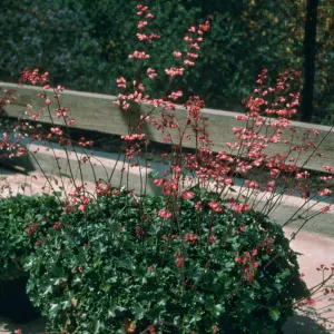 Heuchera cv. Pink Wave, SBBG cultivar, Plant Introduction Program