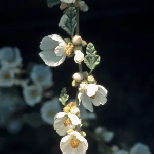 Sphaeralcea fulva cv. La Luna, SBBG cultivar, Plant Introduction Program