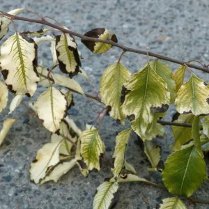 Plant Pests and Diseases, Iron deficiency, Ornismental Pear