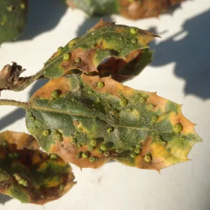 Plant Pests and Diseases, Leaf gall wasp, Live oak