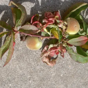 Plant Pests and Diseases, Leaf curl, Taphrina deformans, Peach
