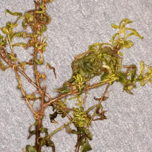 Plant Pests and Diseases, Aphid injury, Plum