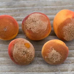 Plant Pests and Diseases, Brown rot, Apricot