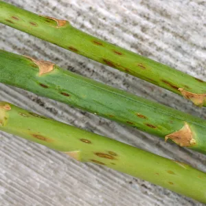 Plant Pests and Diseases, Stemphylium spot on stem, Asparagus