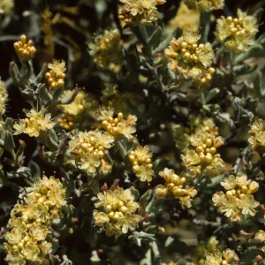 Eriogonum butterworthianum