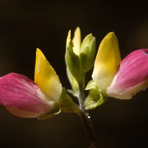 Lupinus stiversii