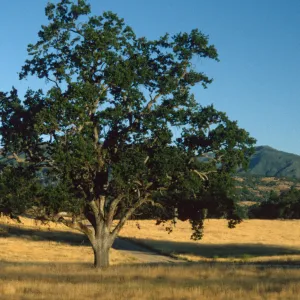 Quercus lobata
