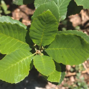 Quercus sadleriana