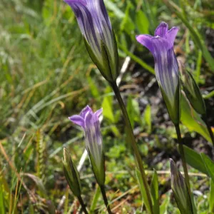 Gentianopsis holopetala