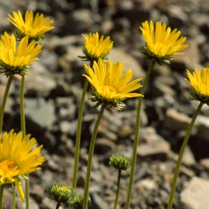 Enceliopsis argophylla