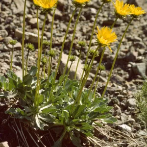 Enceliopsis argophylla