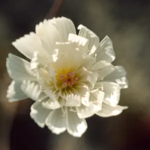 Atrichoseris platyphylla