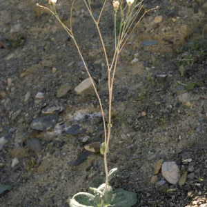 Atrichoseris platyphylla