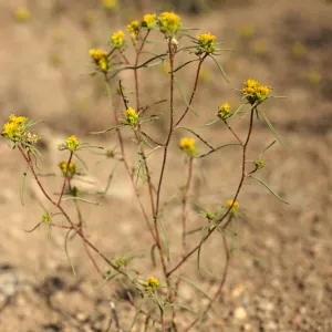 Orochaenactis