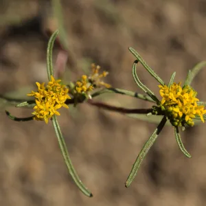Orochaenactis