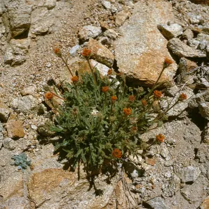 Hulsea vestita parrashii