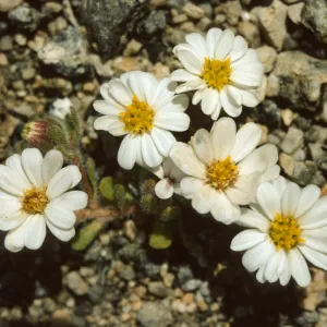 Monoptilon bellidiforme