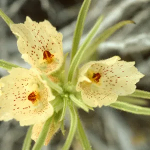 Mohavea confertiflora