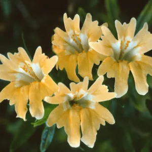 Mimulus bifidus