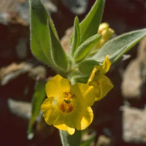 Mohavea breviflora