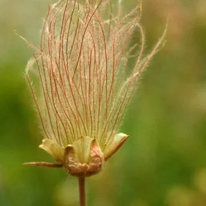 Geum triflorum