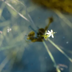 Howellia aquatilus