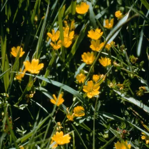 Limnanthes douglasii