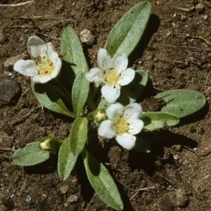 Hesperochiron pumilus