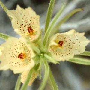 Mohavea confertiflora