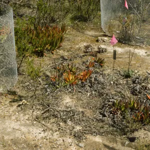 Ventura marsh milkvetch population, Astragalus pycnostachyus var. lanosissimus, Oxnard population, SBBG conservation, CPC plant