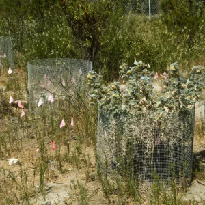 Ventura marsh milkvetch population, Astragalus pycnostachyus var. lanosissimus, Oxnard population, SBBG conservation, CPC plant
