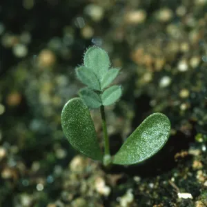 Ventura marsh milkvetch, Astragalus pycnostachyus var. lanosissimus, seedlings, SBBG conservation, CPC plant