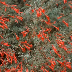 Epilobium canum
