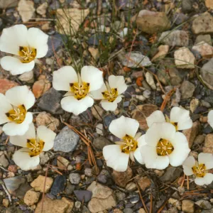 Calochortus leichtlinii